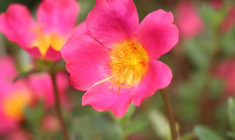 La llamada de mi madre: Entre el deber y las heridas