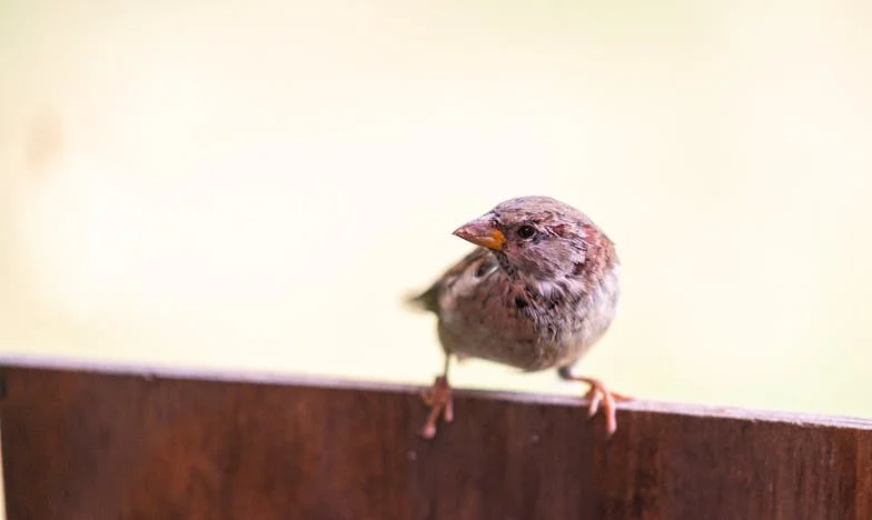 No soy la misma mujer: La historia de Mariola, que se niega a ser el fondo de la familia de otro
