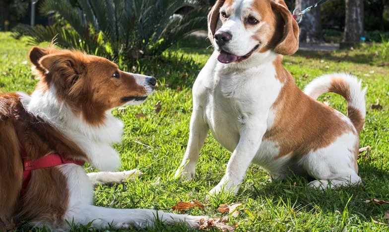 Nunca pensé que me pondría entre la espada y la pared: Casarme con un hombre divorciado