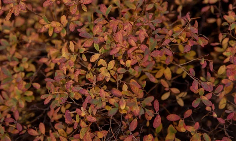 Cuando el amor de una madre no basta: La herida de no poder competir