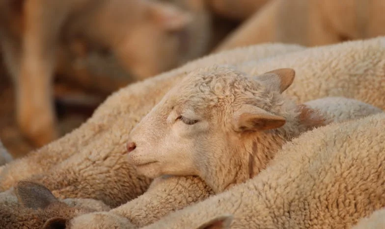 Cuando el amor se rompe: El día que Fernando pidió el divorcio