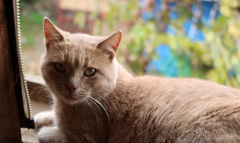 Dos caras de la verdad: Cuando mis gemelos cambiaron todo