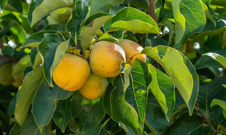 Dos mundos, una hija: La batalla por mi Lucía