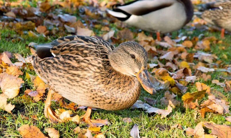 El frío de la traición: una abuela en pie de guerra