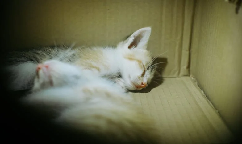 El último mensaje de mamá