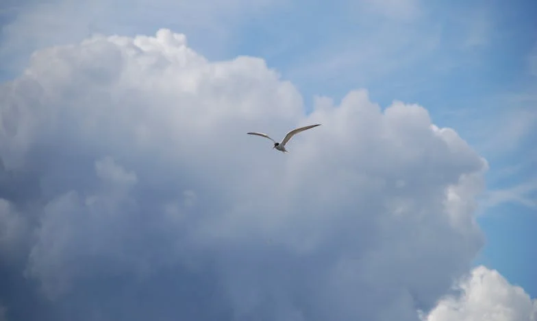 Grito en la Callejuela: La Noche que Desgarró mi Familia