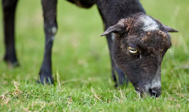 Herencia envenenada: El día que mi familia se rompió