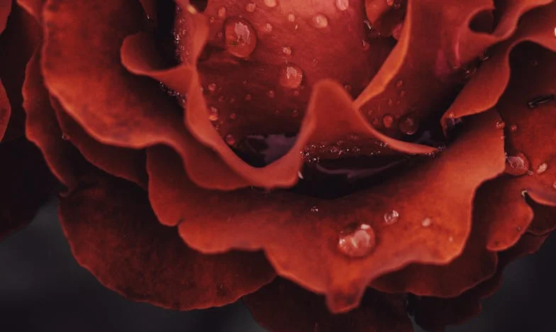 La boda de mi hermana nos rompió: Cuando la abuela se mudó, todo cambió