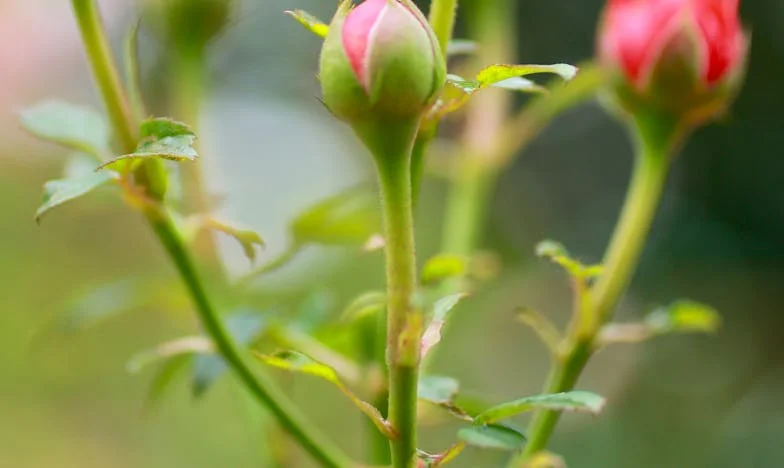 La verdad detrás del silencio: una mañana cualquiera en Madrid