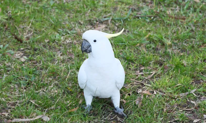 Madre, no puedo darte un nieto: La sombra de la infertilidad en mi matrimonio