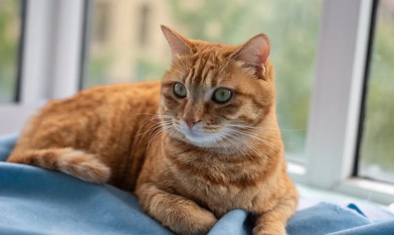 Mi mundo se rompió cuando Fernando me dejó sola con nuestros gemelos autistas: ¿puedo volver a creer en el amor?