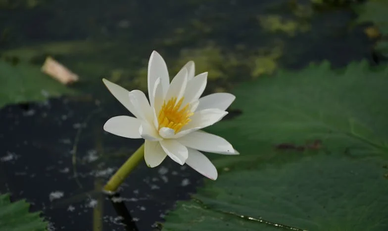 Raíces en la sombra: El secreto de mi apellido