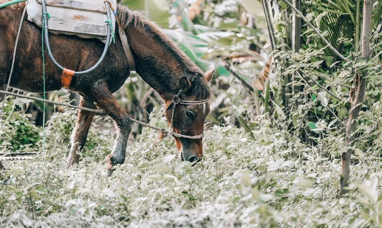 Veinticinco años juntos y un adiós demasiado tarde: La historia de Tomás y Carmen