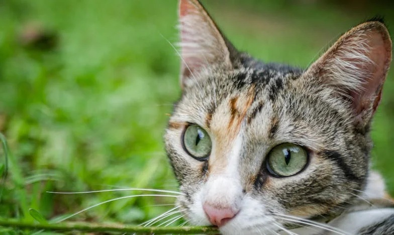 Aceptar a la hija de otra: Mi batalla con el amor y los prejuicios