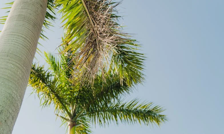 Alas rotas: El combate de Marta por su propia vida