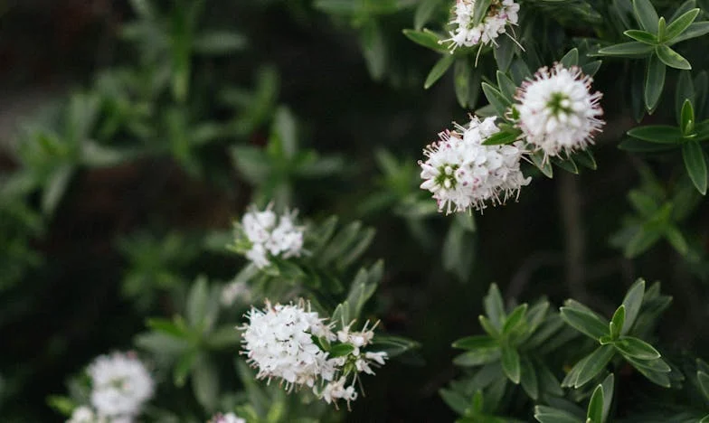 Cuando dejé de depilarme: Una historia de coraje y aceptación en Madrid