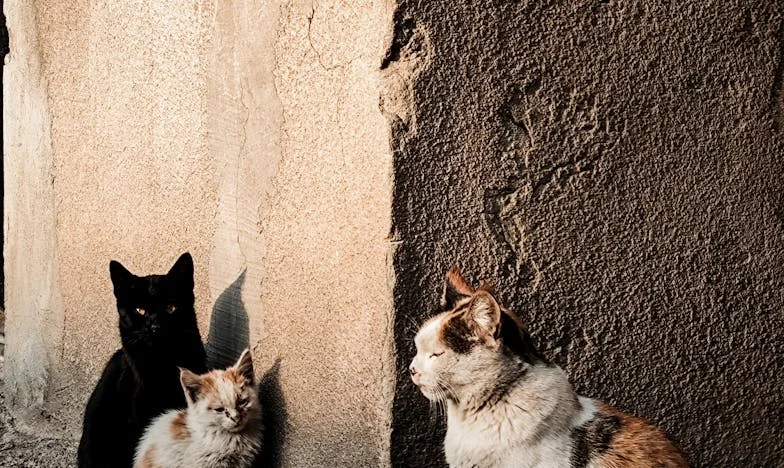 Cuando el amor tiene precio: La historia de Lucía y Álvaro