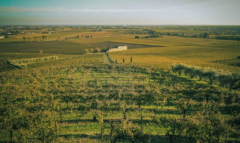 Cuando la confianza se quema en la parrilla: Una historia de amistad rota