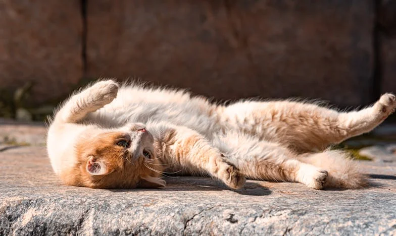 Cuando mi suegra cruzó la puerta: amor, enfermedad y el precio de la familia