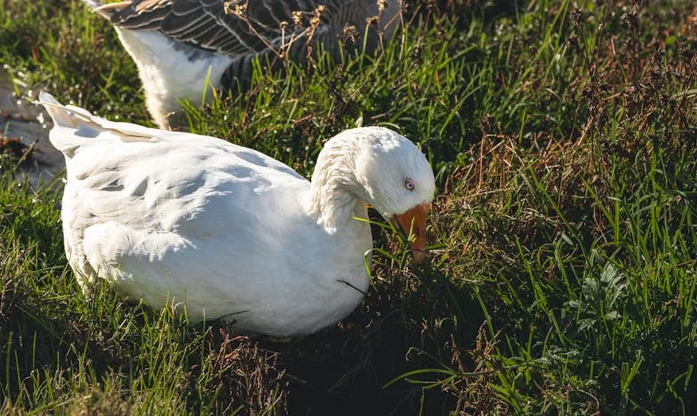 De lágrimas a brindis: Mi batalla con mi suegra, Carmen