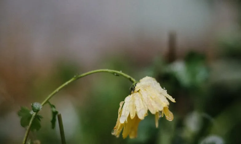 ¿Debería ceder la casa familiar? El dilema de una madre española