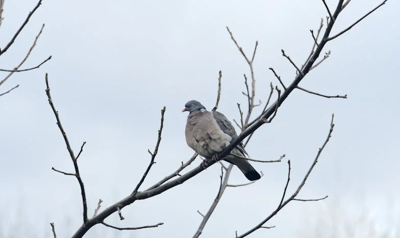 El yugo invisible: La historia de Lucía entre expectativas y libertad