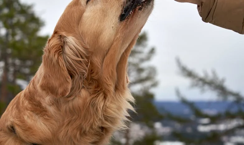 Entre cuatro paredes: Cuando la familia es un riesgo
