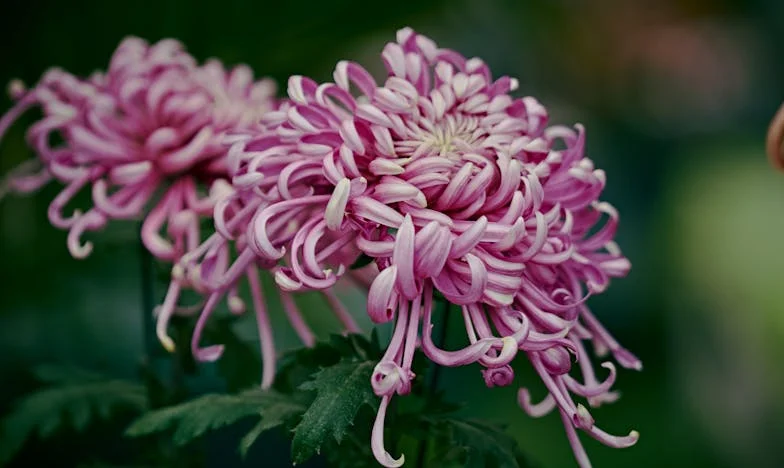 Entre el amor y el silencio: La pesadilla de una suegra española