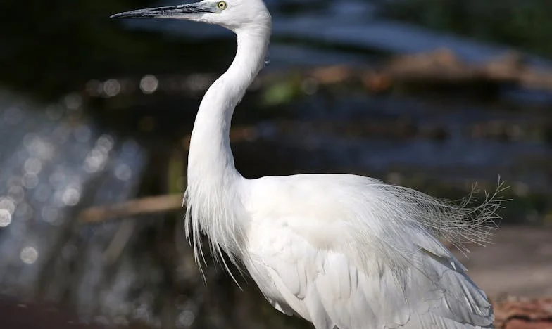 La Grieta en la Mesa: Un Grito Silenciado en la Familia de los García