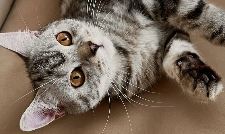 La noche en que mi familia se rompió: una historia de traición y búsqueda de perdón