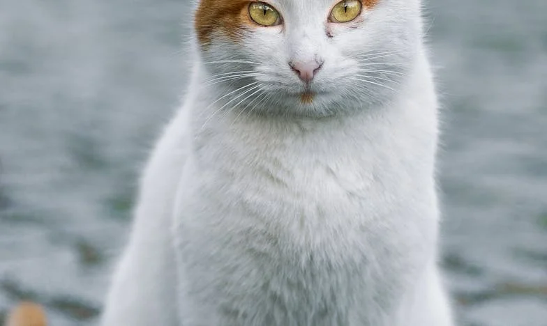 Maletas en la puerta: El precio de mi libertad