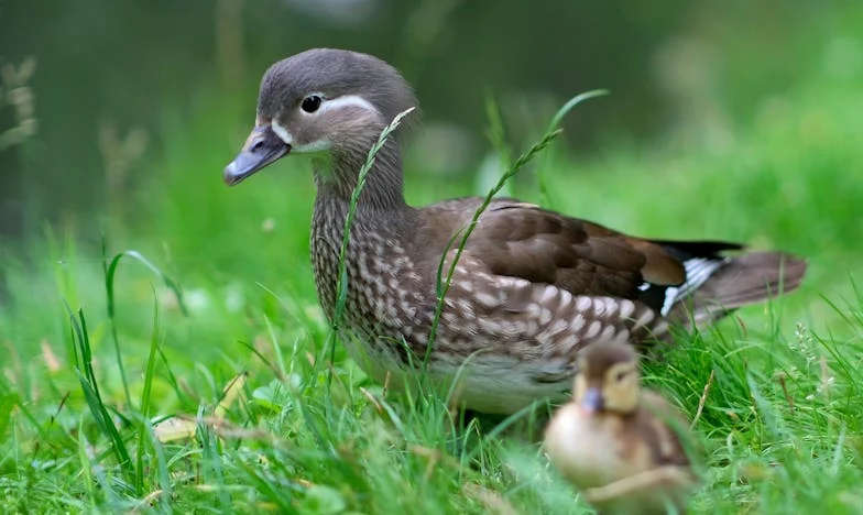 “Mamá, siempre pudiste decir que no…” – Un verano que rompió mi corazón