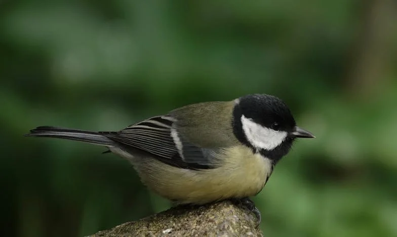 ¿Por qué te empeñas en cargar con una esposa enferma?