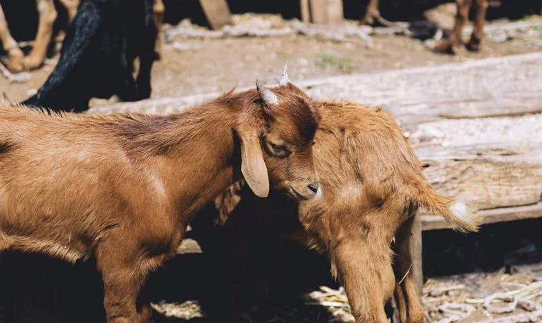 Un extraño se convirtió en mi padre: cuando la familia es mucho más que la sangre
