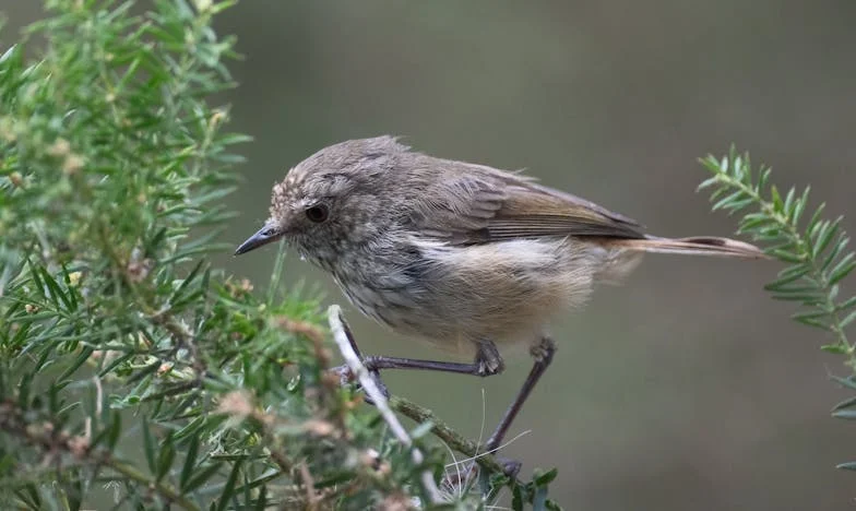 Cuando la sangre duele: La traición de mi hermana