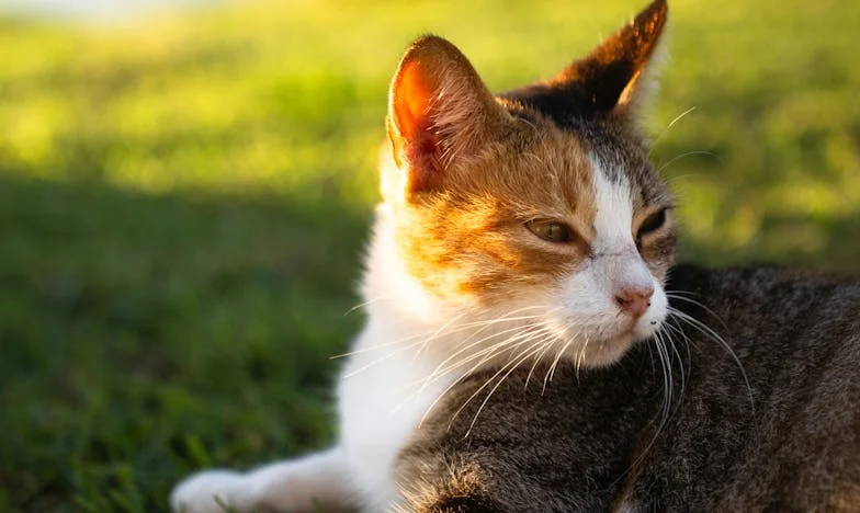 Cuando la vida llama a la puerta: El reencuentro que nunca imaginé