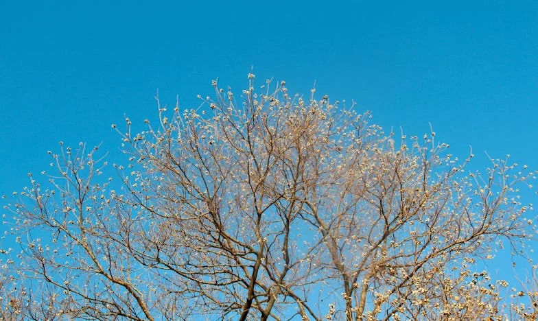 Entre dos fuegos: Historia de una nuera en una familia española