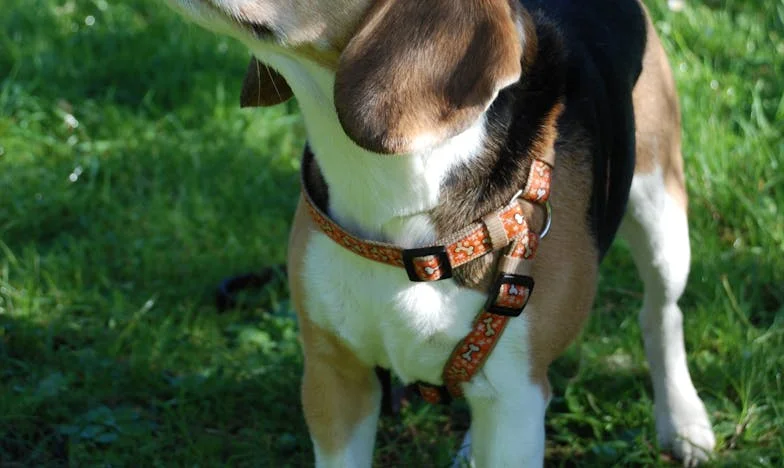 Entre dos fuegos: La tarde en que mi suegra me gritó que ya no tenía madre