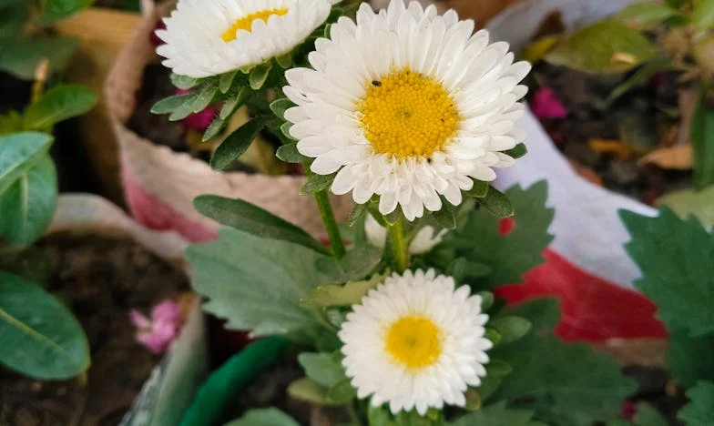 Entre la lealtad y el respeto propio: Mi batalla en una familia española