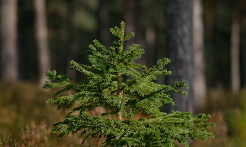 Entre los sueños y las cadenas: La historia de Lucía