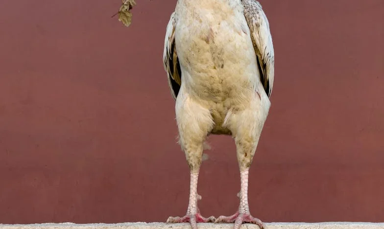 Mamá, ¿por qué entraste en nuestra casa? — Una historia de confianza, familia y traición