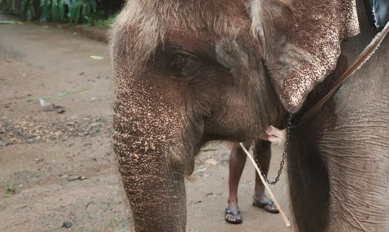 No es como en las películas, pero es mi vida: Historia de familia, traición y perdón
