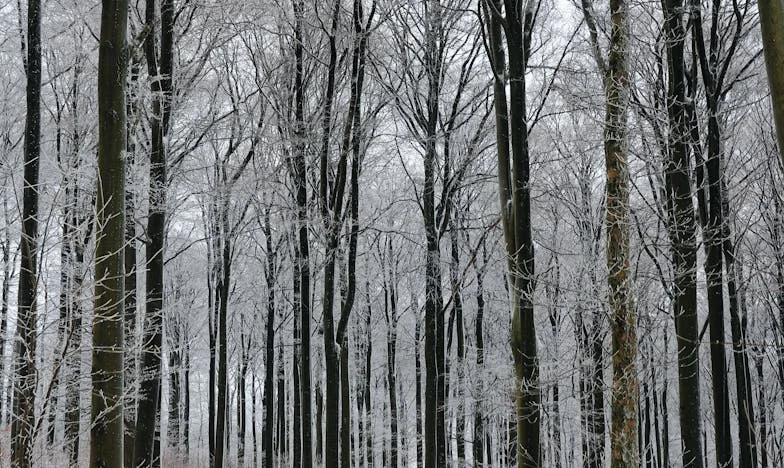 Cuando mi hermano y mi cuñada me arrebataron el hogar: Mi lucha por no desaparecer en mi propia casa