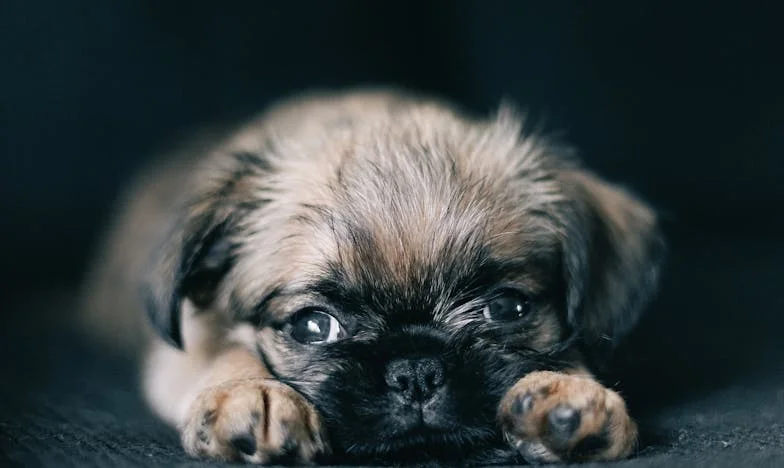 "Él prometió que ya había terminado contigo": La mentira que destrozó mi vida