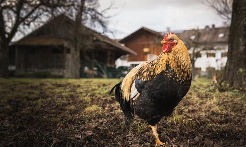 Entre Dos Mundos: Cuando Mi Esposo Se Convirtió en un Niño en el Pueblo de Mis Sueños Rotos