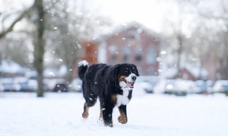 Mi hija me pidió cuidar de mi nieto mientras estaba en el hospital: secretos familiares que desgarraron mi corazón