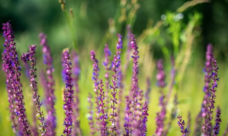 Vivir con los suegros: ¿hogar o campo de batalla?