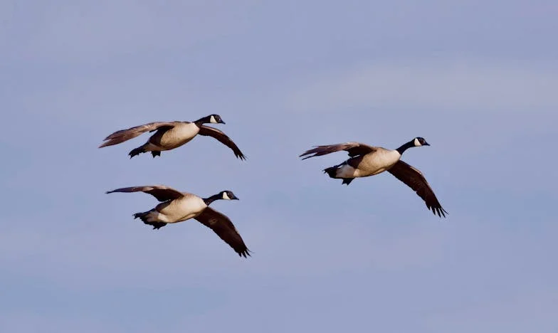 No te he regalado el piso, solo te he dejado vivir en él: una historia de familia, confianza y límites