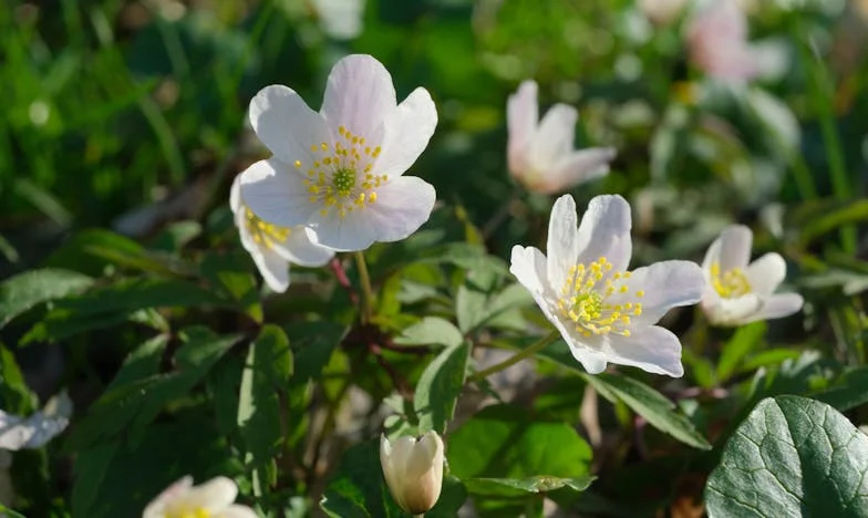 Ma petite-fille disparaît sous mes yeux : le choix impossible d'une grand-mère face à l'injustice familiale