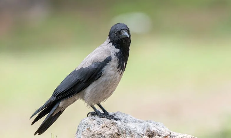 J’ai ouvert ma porte à ma sœur… et elle a pris toute ma vie